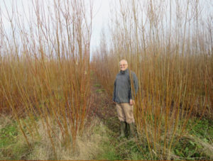 coppiced willow orchard