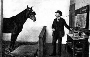 clever Hans the horse